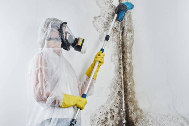 Best Emergency Mold Remediation in Twin Lake, MI