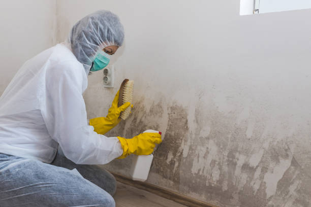 Best Post-Flood Mold Remediation in Twin Lake, MI