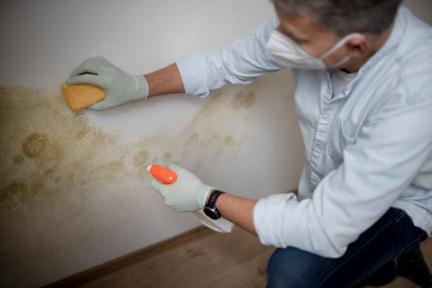 Best Kitchen Mold Remediation in Twin Lake, MI